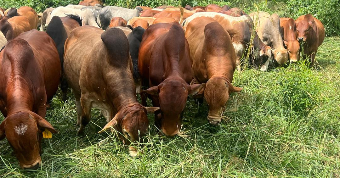 Cattle
