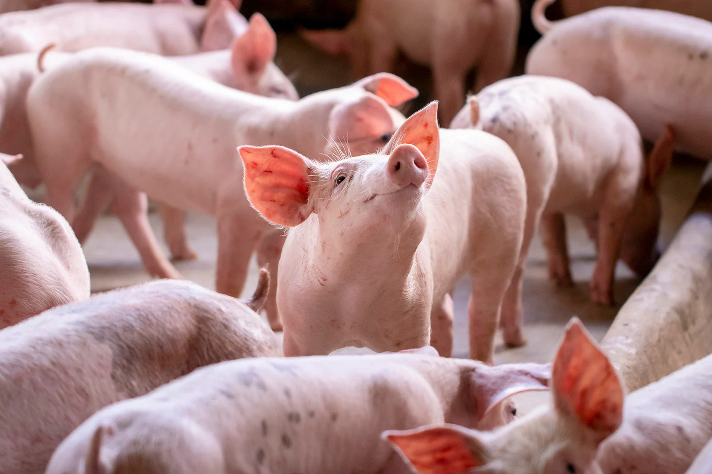 Pigs